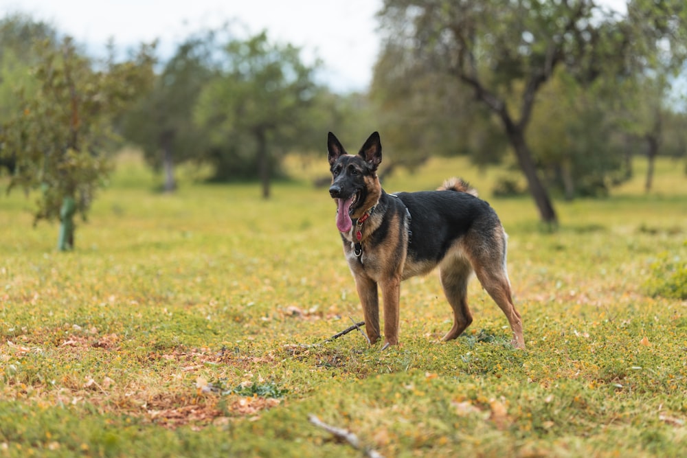 a dog standing in a field with trees in the background