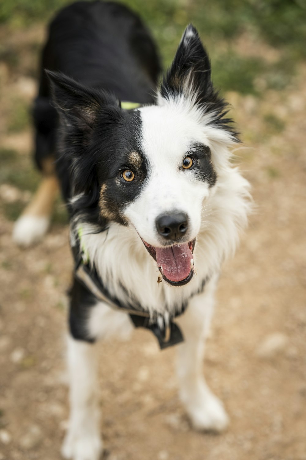 a black and white dog standing on a dirt road