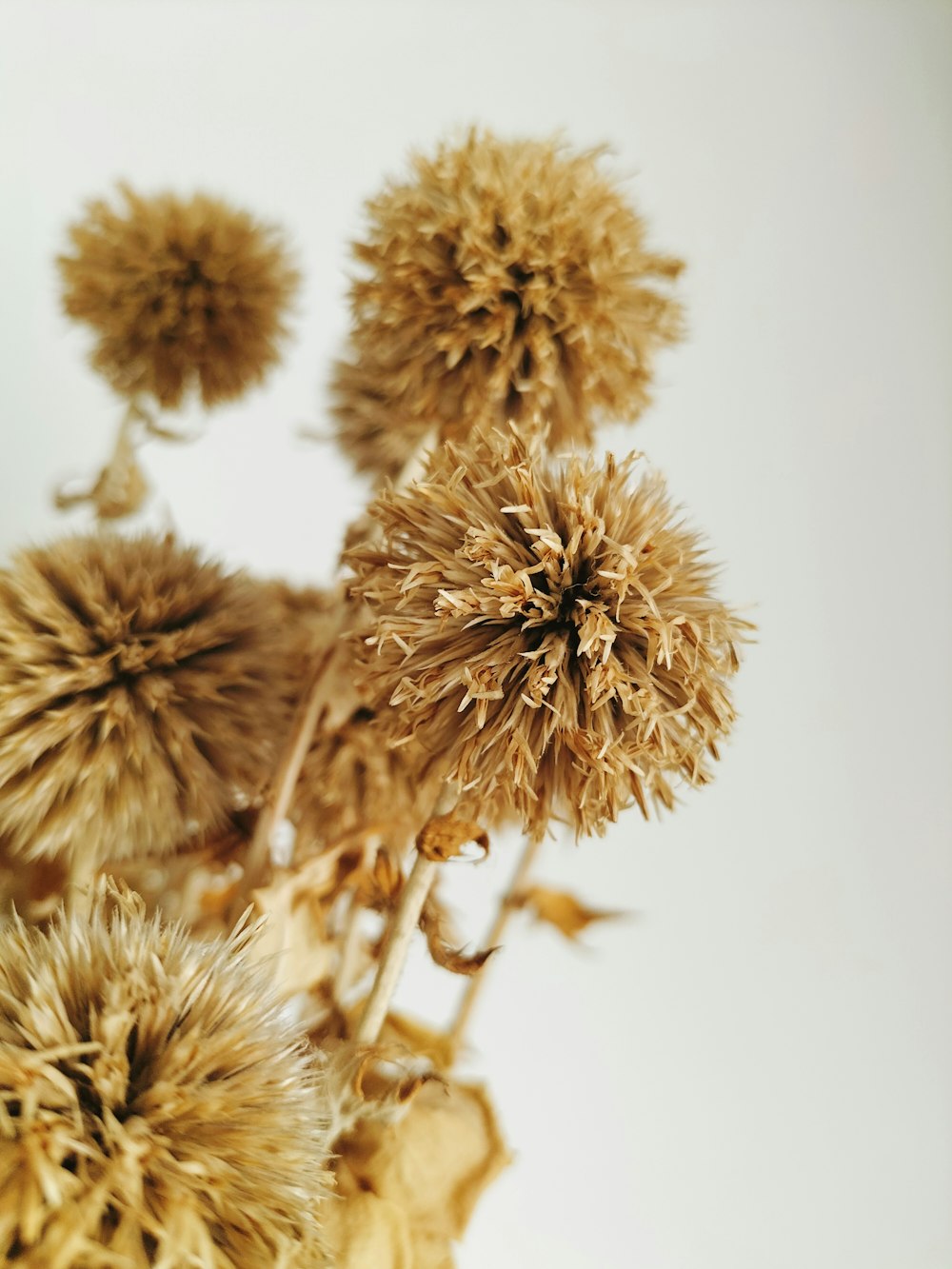 a close up of a bunch of dried flowers
