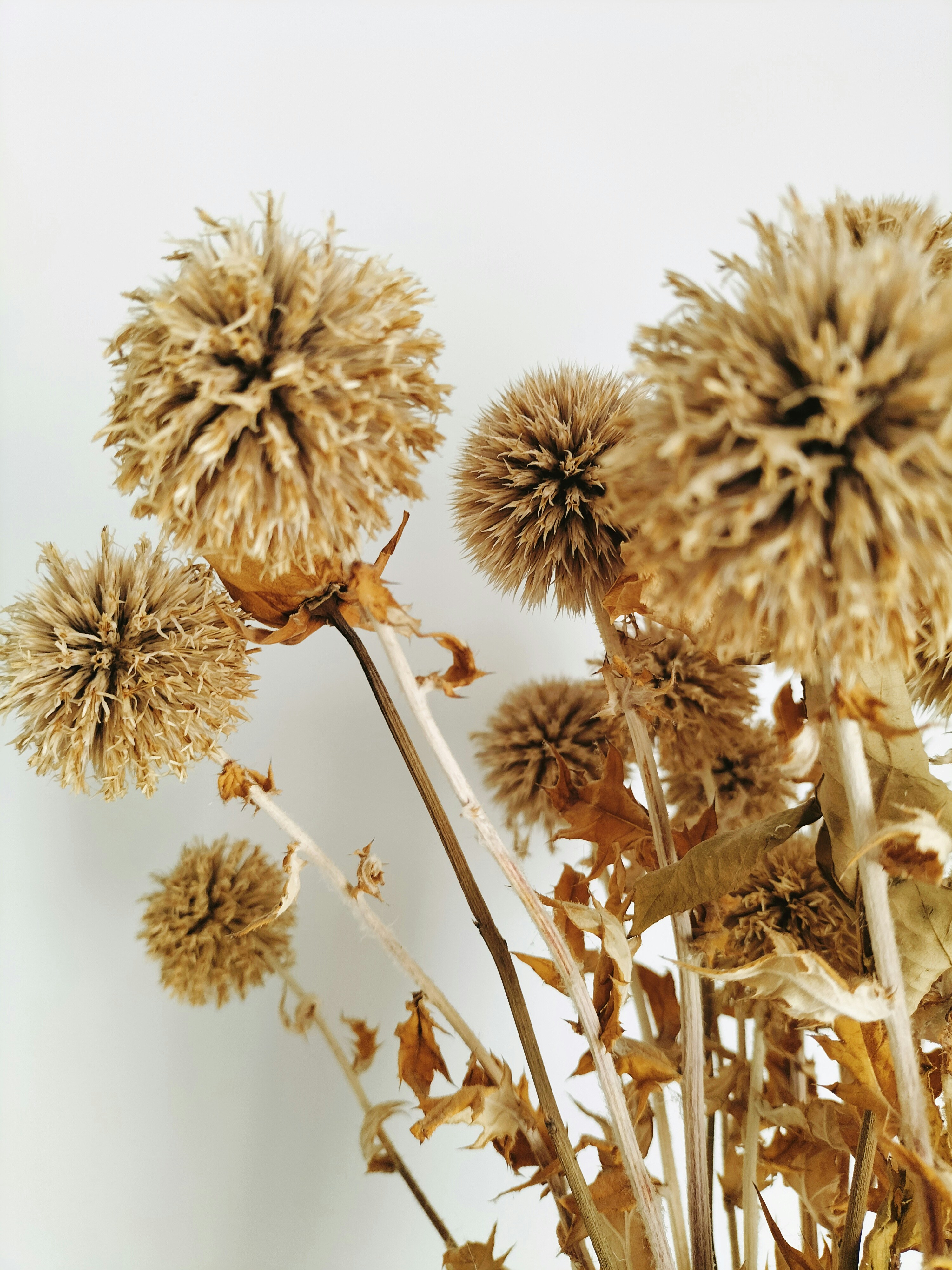 Photo by musasian_fr