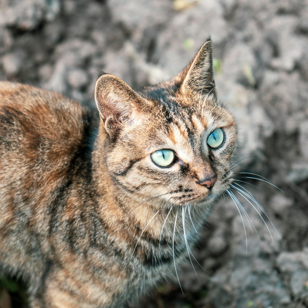 a close up of a cat with blue eyes