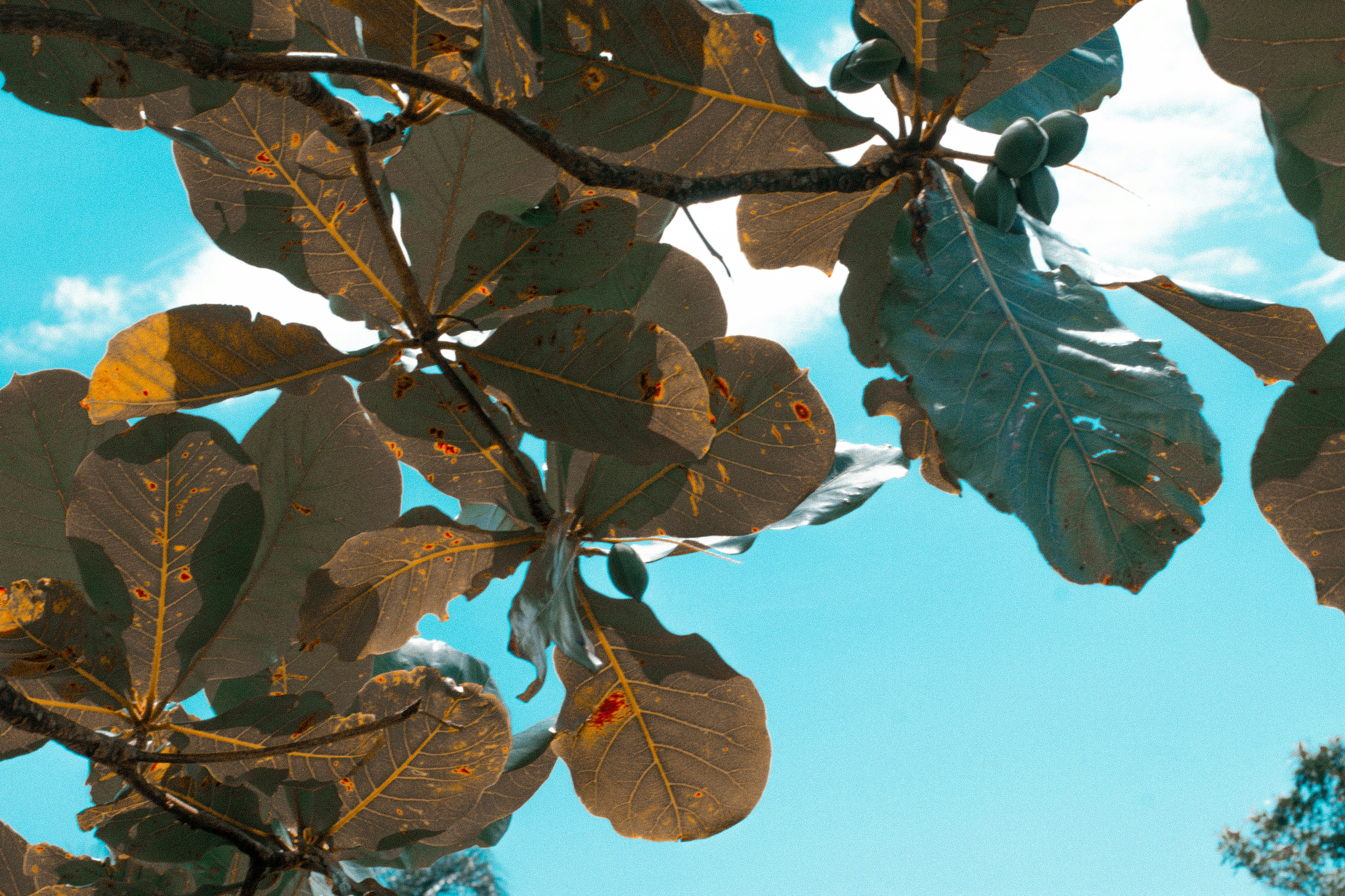 las hojas de un árbol contra un cielo azul