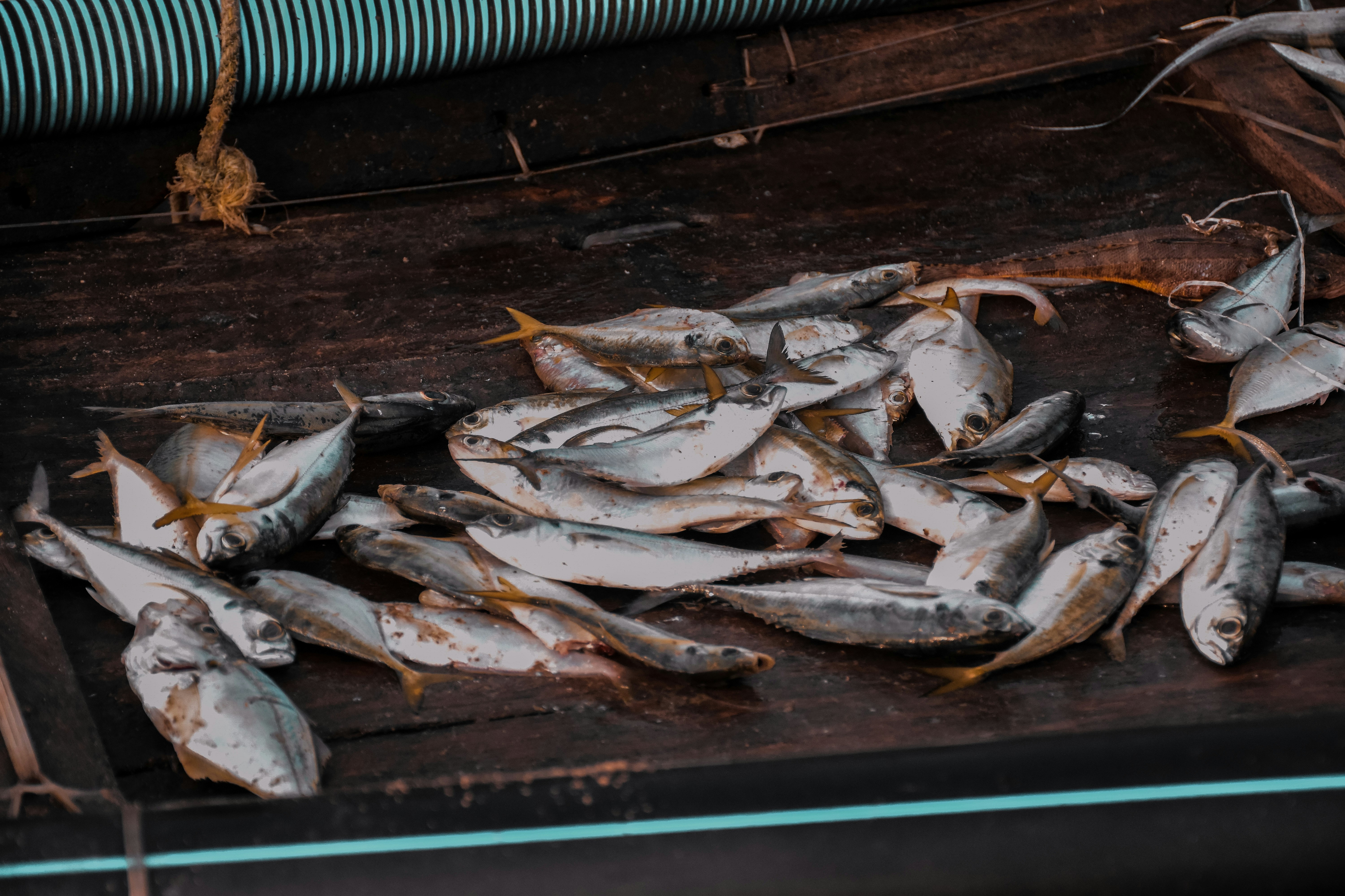 a bunch of fish that are laying on a table