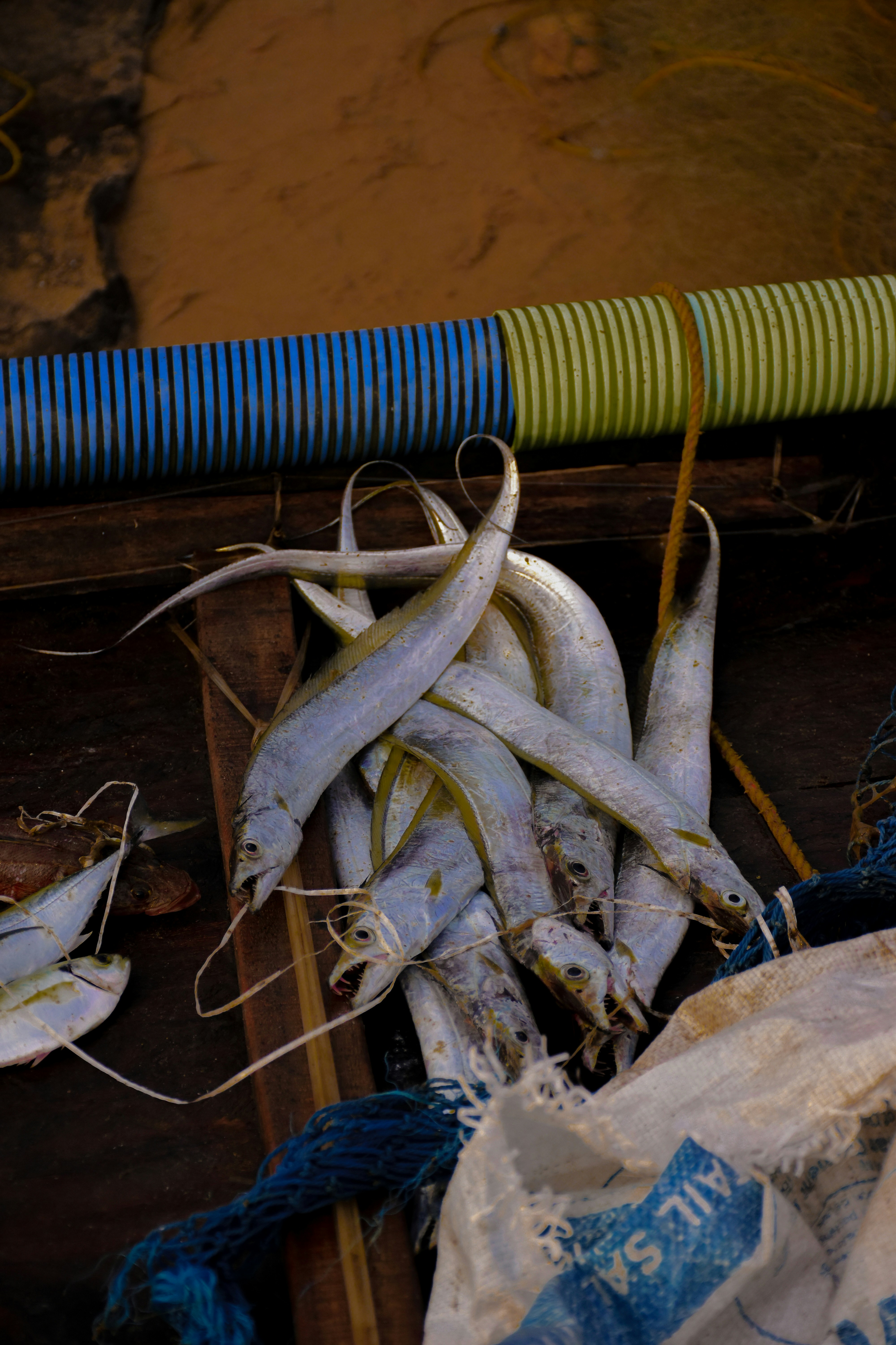 a pile of white fish sitting on top of a wooden box