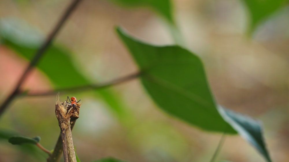 a close up of a small insect on a tree branch