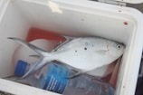 A fish is placed inside a cooler box alongside a sealed clear plastic bottle with a blue cap. The cooler box is white and has some red stains on its sides. The fish appears to have a few black spots on its body.