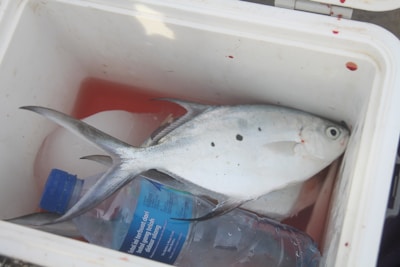 A fish is placed inside a cooler box alongside a sealed clear plastic bottle with a blue cap. The cooler box is white and has some red stains on its sides. The fish appears to have a few black spots on its body.
