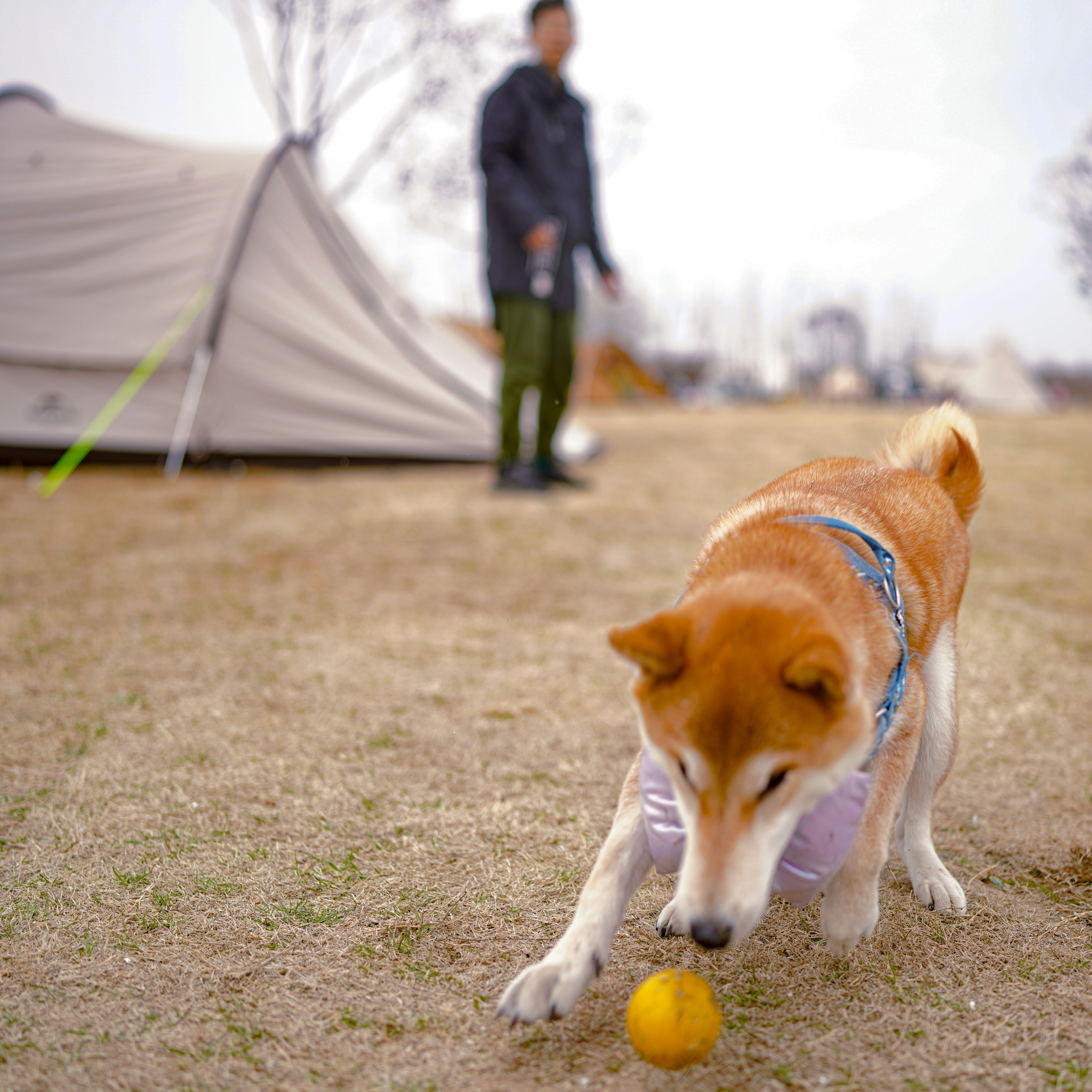 5 Full Hookup Campgrounds Pet Friendly Living Benefits