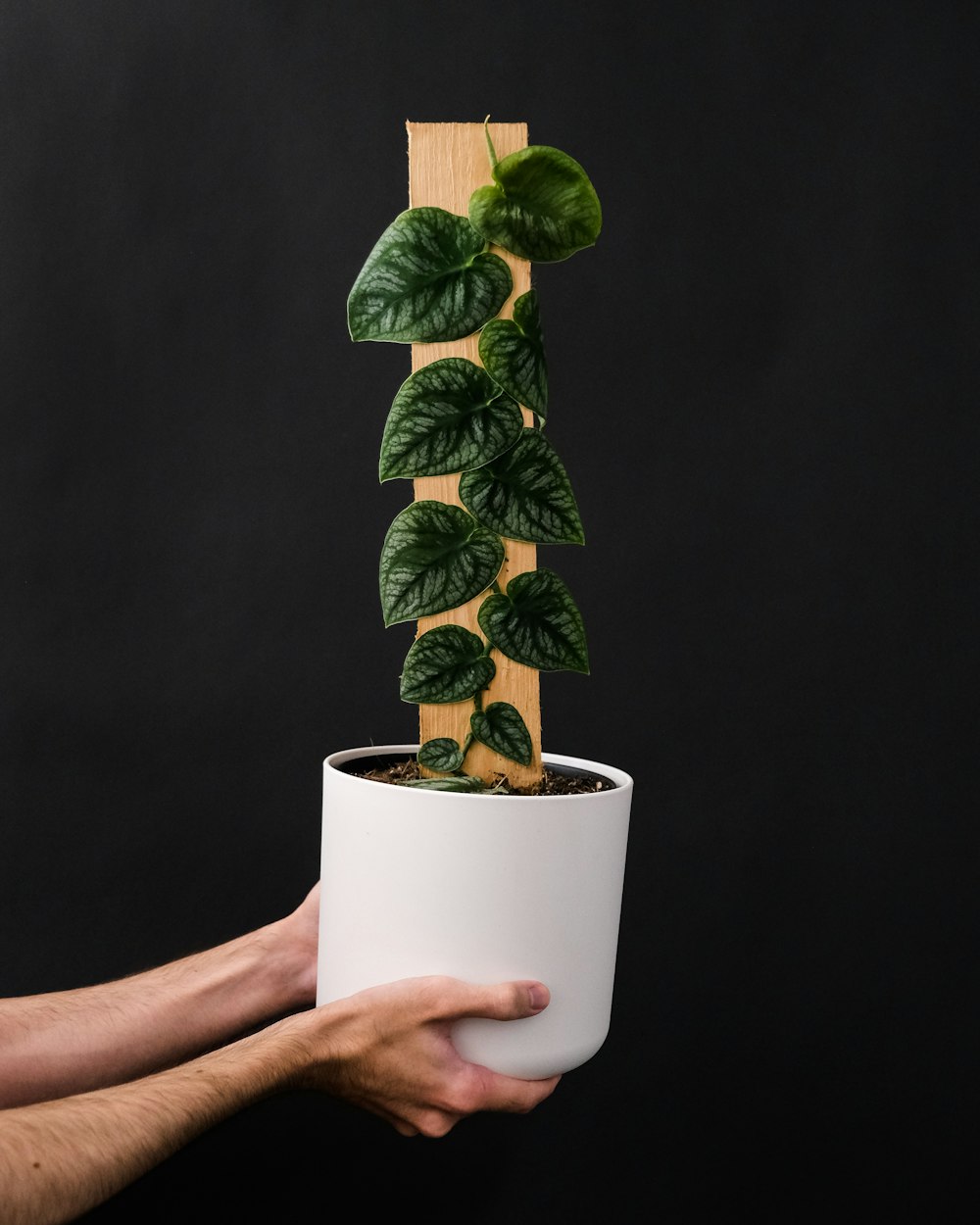 a person holding a vase of flowers on a table