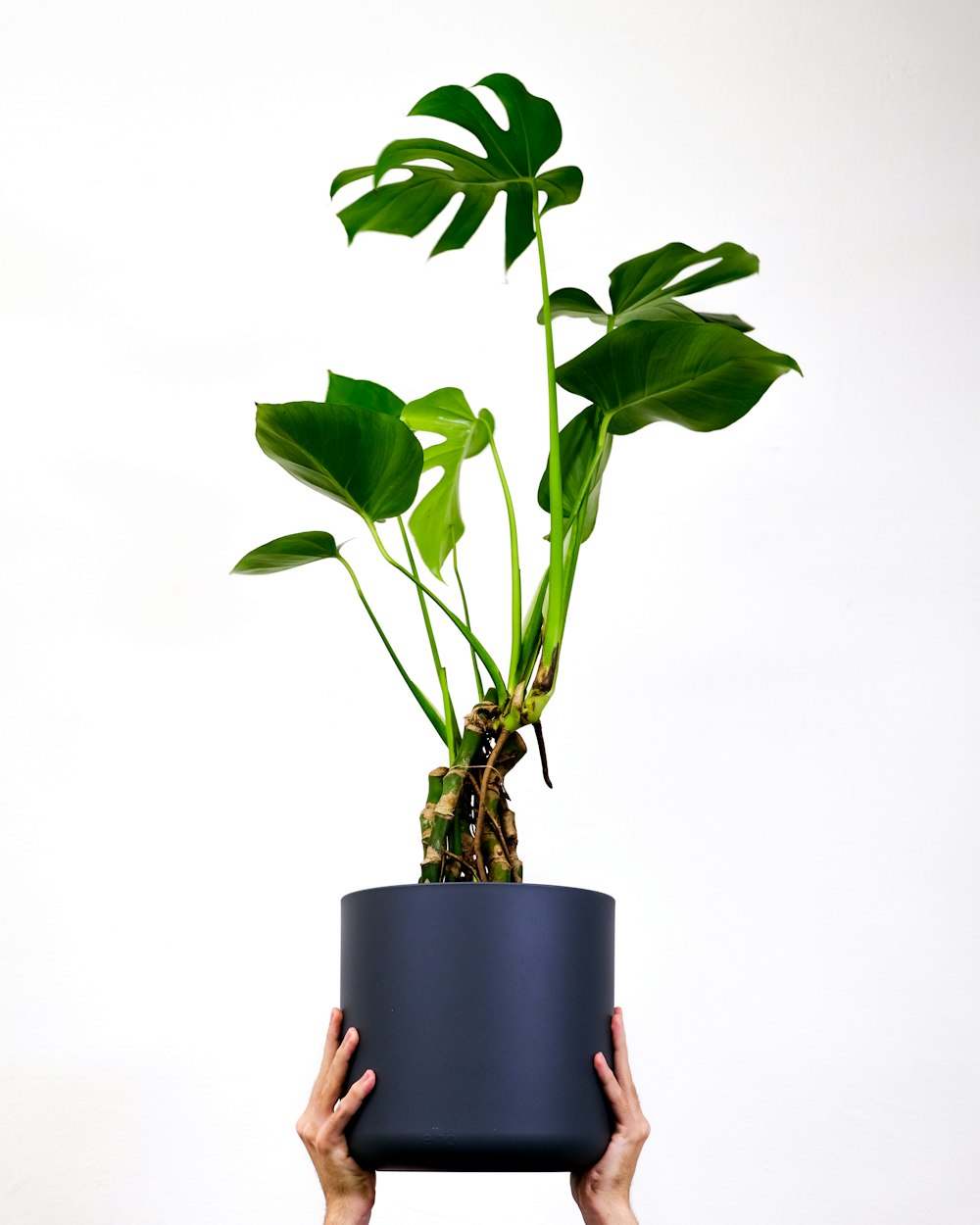 a vase filled with purple flowers