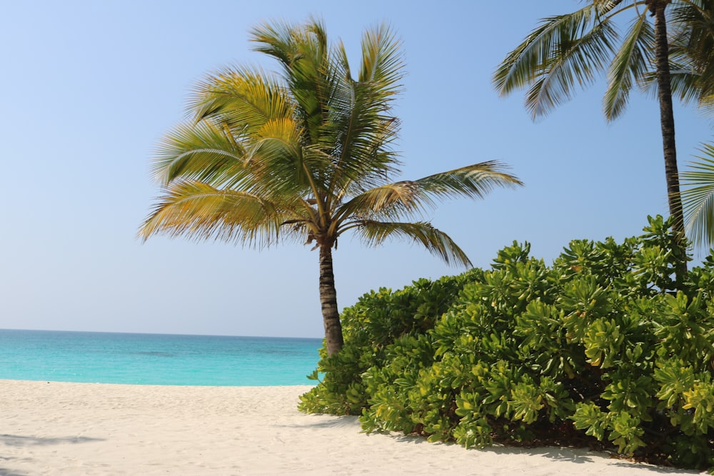 two palm trees on a beach with a blue ocean in the background