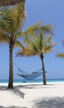 a hammock between two palm trees on a beach