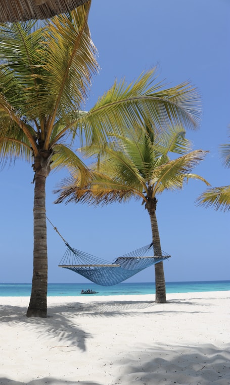 a hammock between two palm trees on a beach