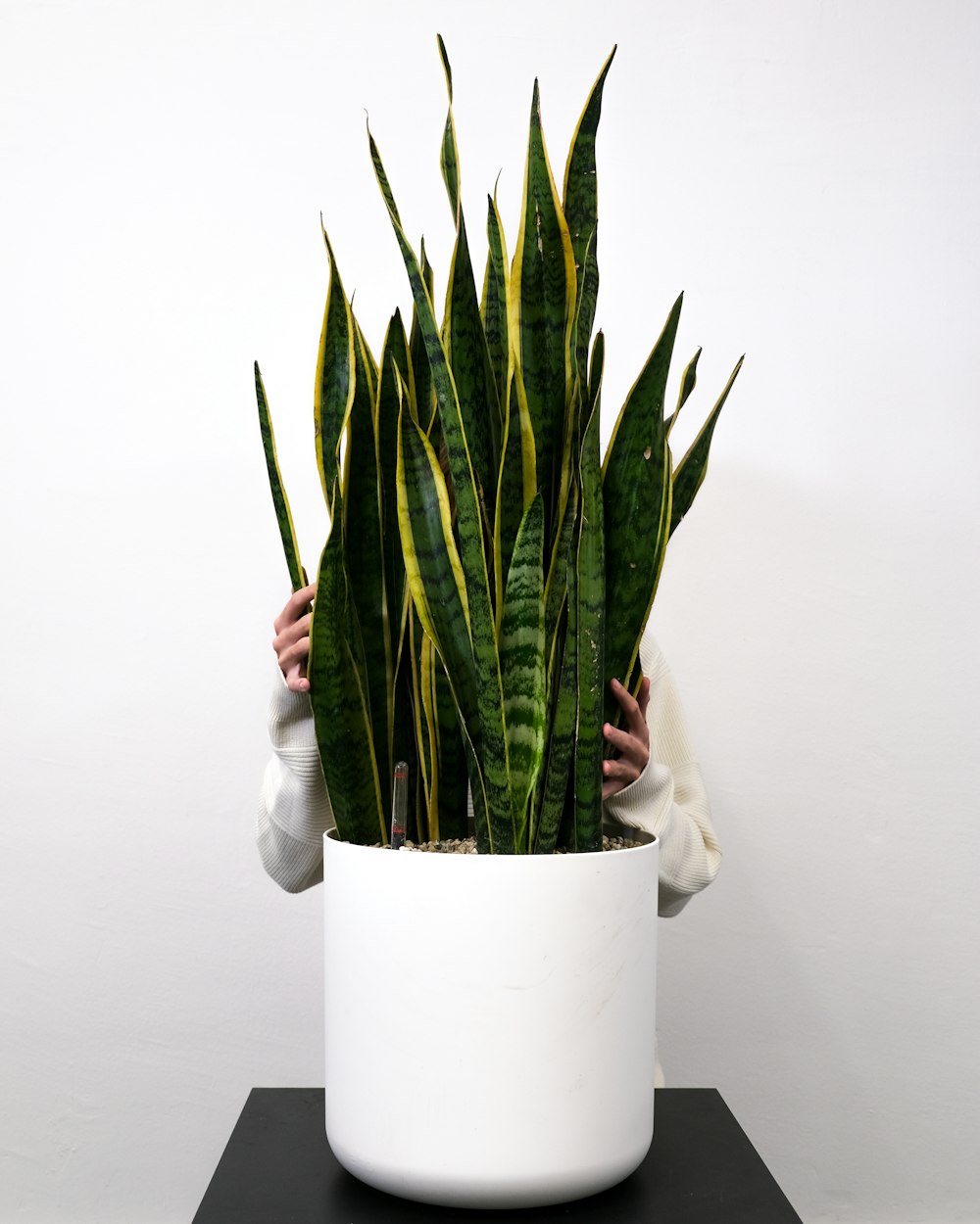 a person holding a plant in a vase on a table