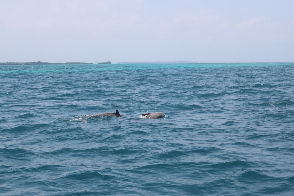 a couple of dolphins swimming in the ocean