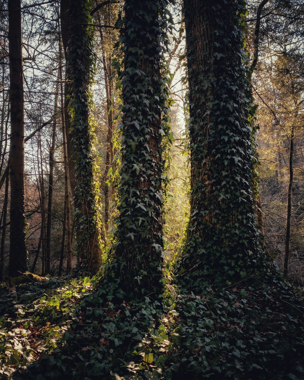 a group of trees covered in vines in a forest
