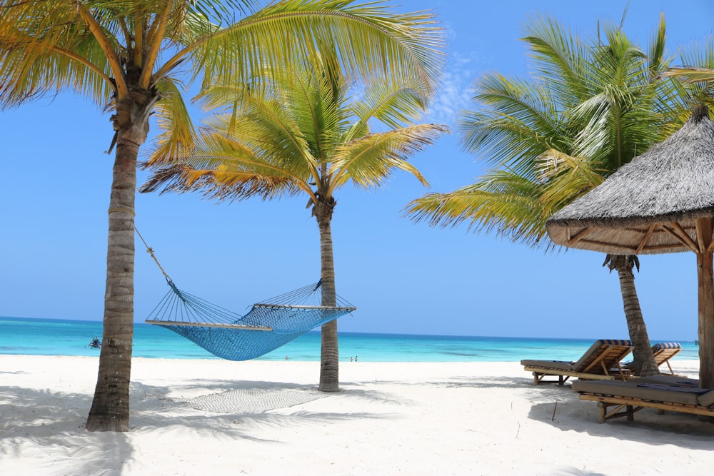a hammock between two palm trees on a beach