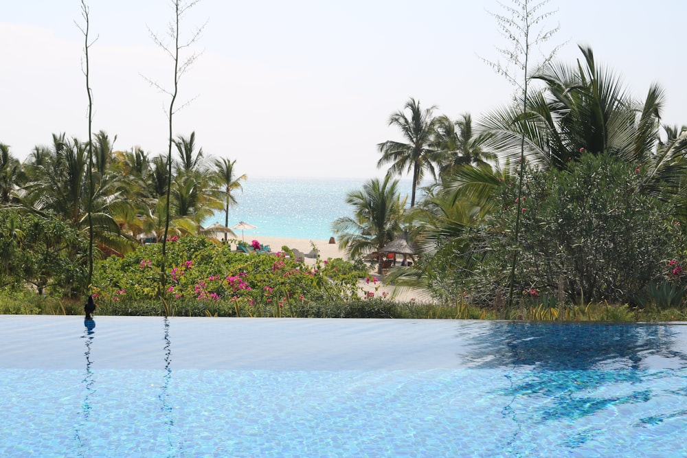 a large swimming pool surrounded by palm trees