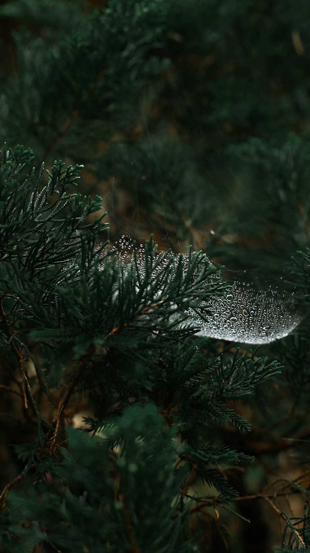 a bird is sitting on a branch of a tree