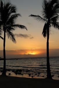 a couple of palm trees sitting on top of a beach