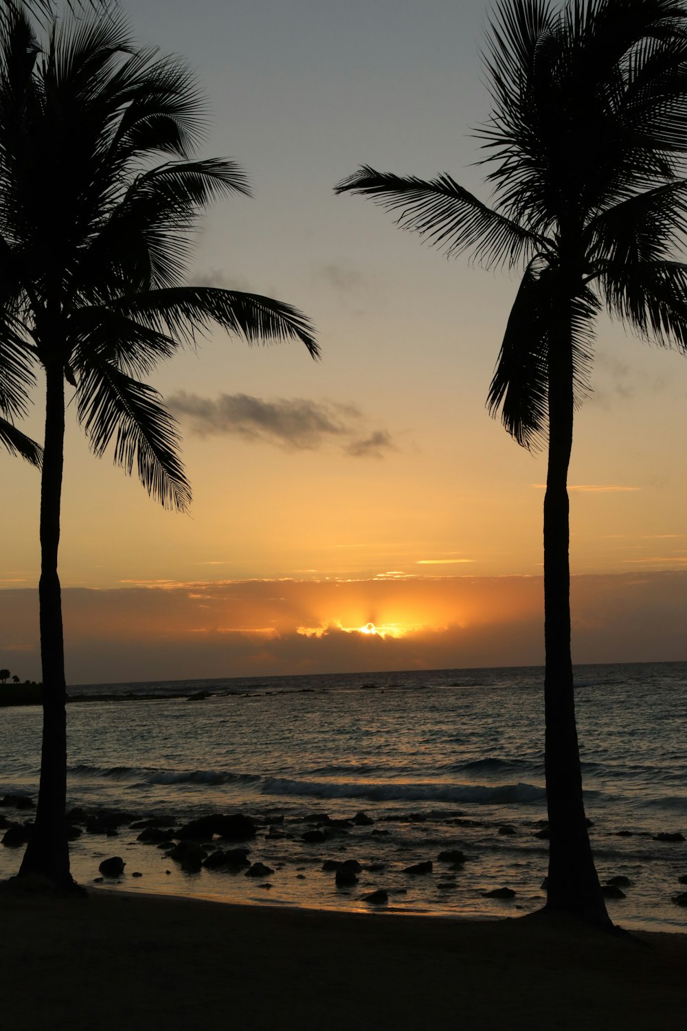 a couple of palm trees sitting on top of a beach