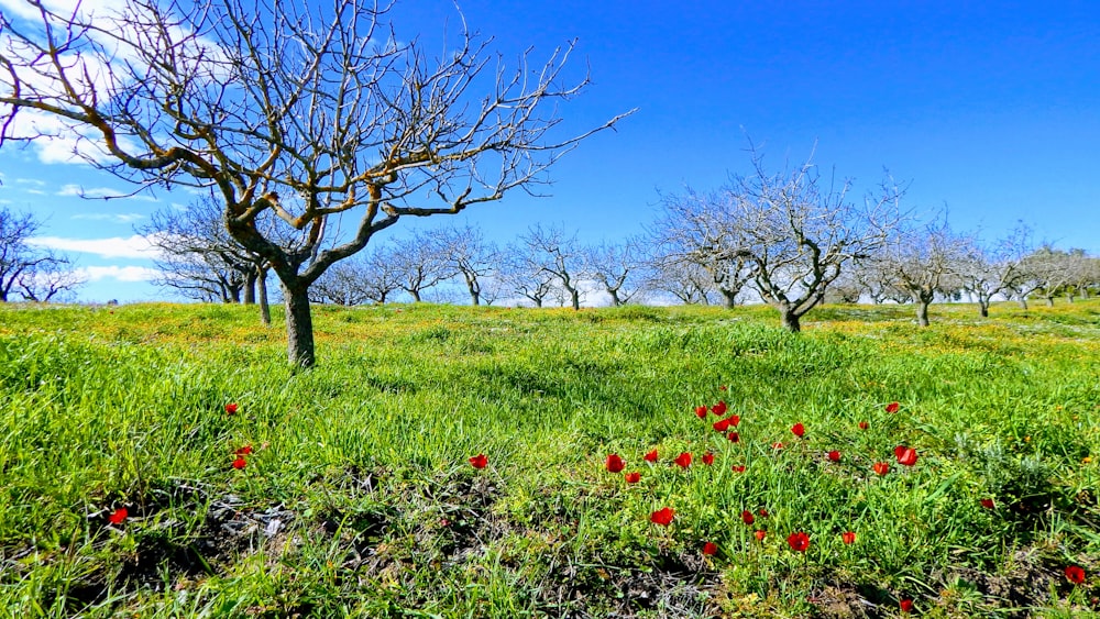 a grassy field with trees and red flowers