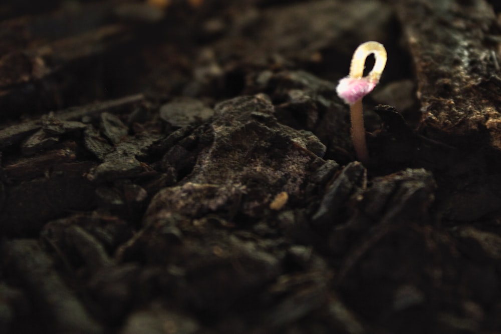 a small pink and white flower sitting on top of a pile of black rocks