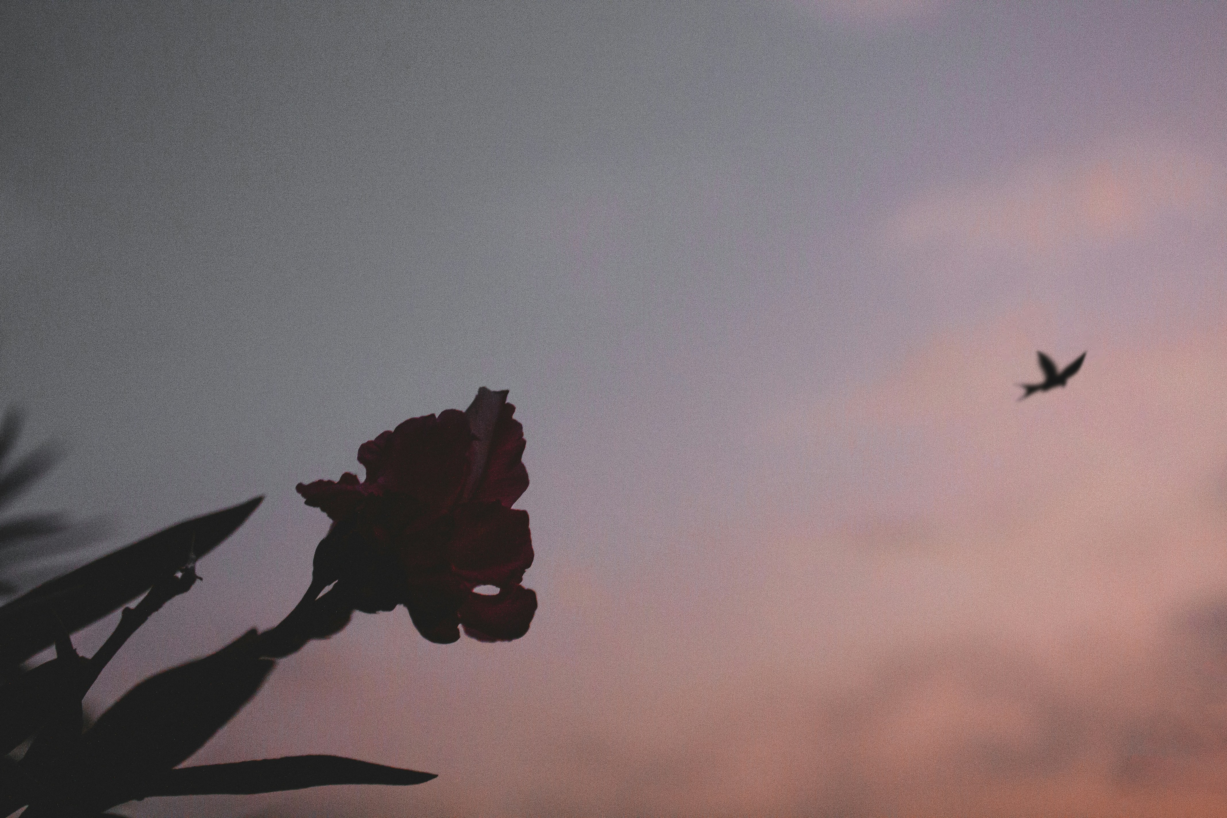 a bird flying in the sky with a flower in the foreground