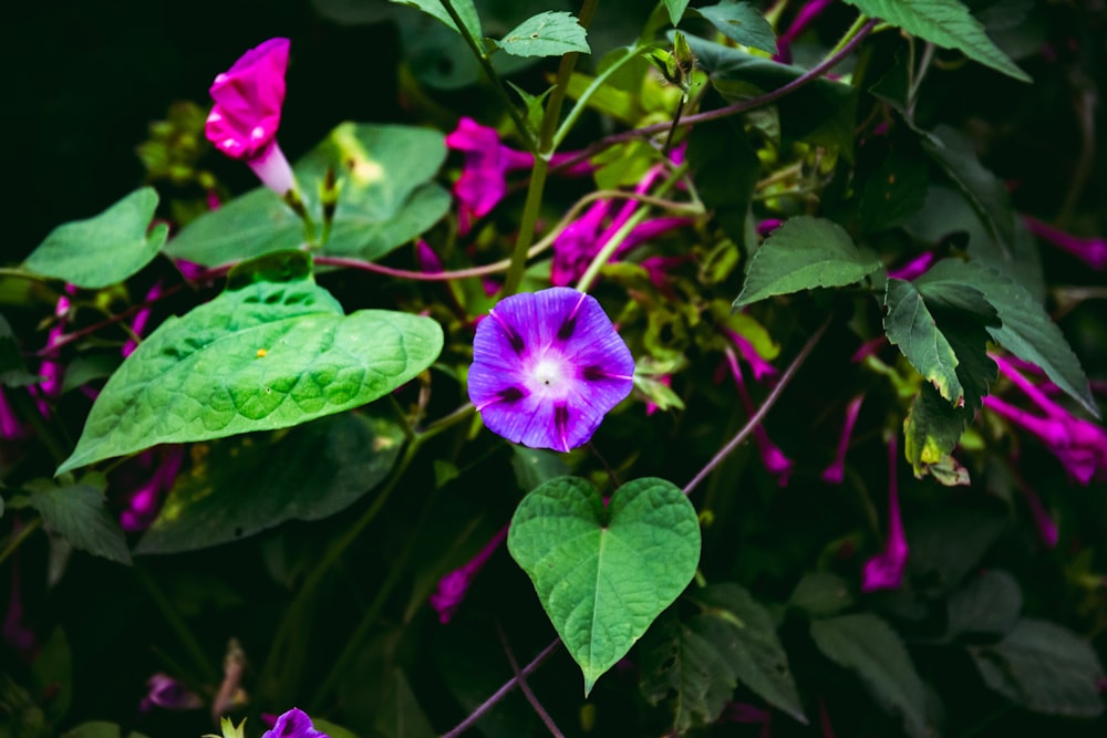 Nahaufnahme einer violetten Blume mit grünen Blättern