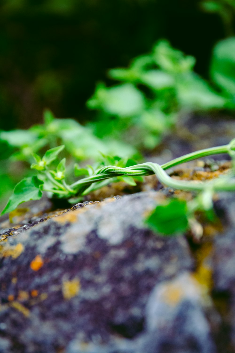 a close up of a plant growing on a rock