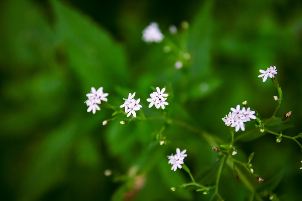 Eine Gruppe kleiner weißer Blumen, die auf einer grünen Pflanze sitzen