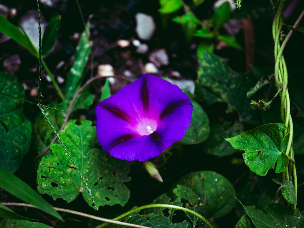 eine lila Blume mit grünen Blättern im Hintergrund