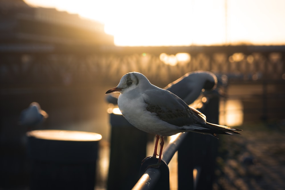 a seagull standing on a railing in the sun
