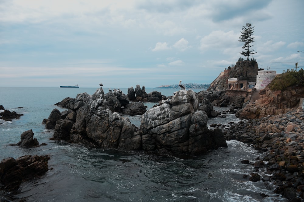 a group of birds sitting on top of rocks near the ocean