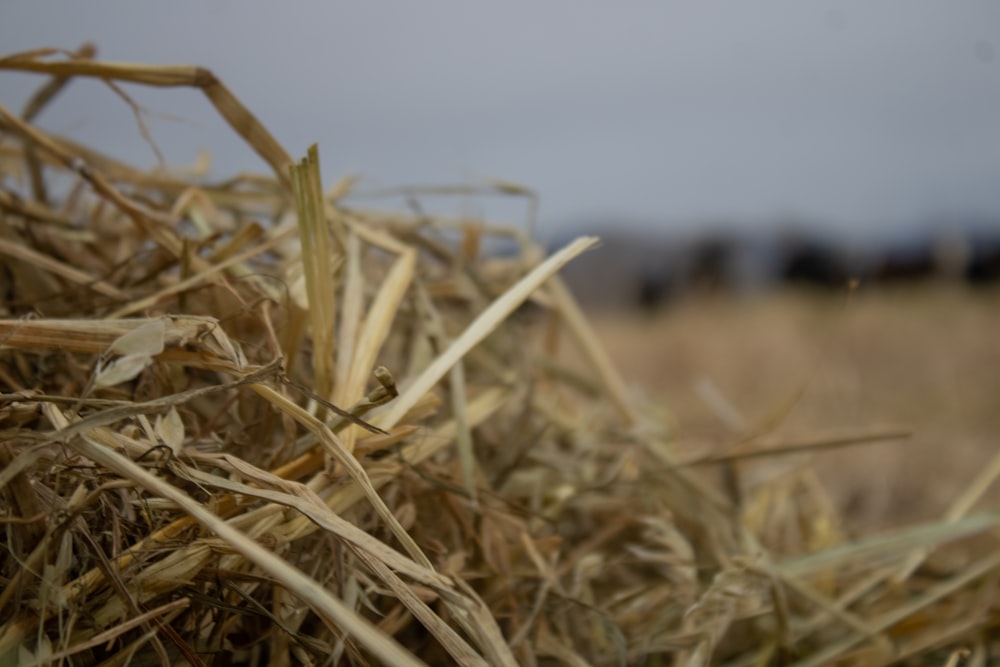 a close up of a pile of hay in a field