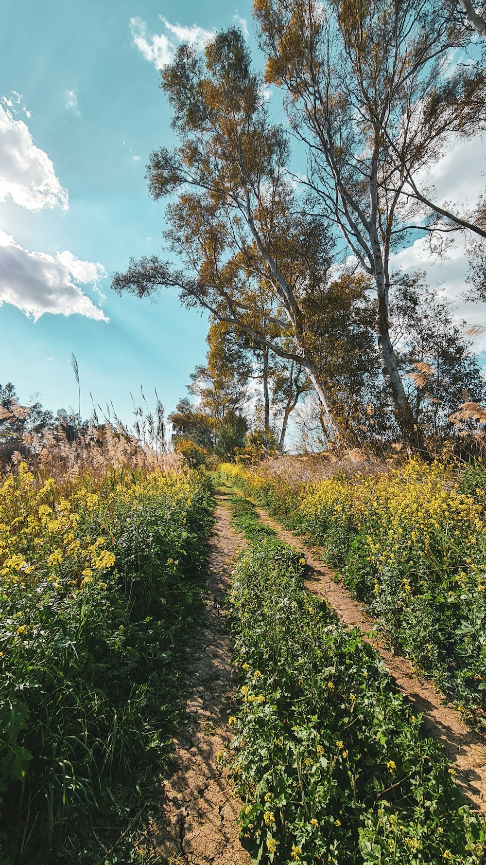 a dirt path in the middle of a field