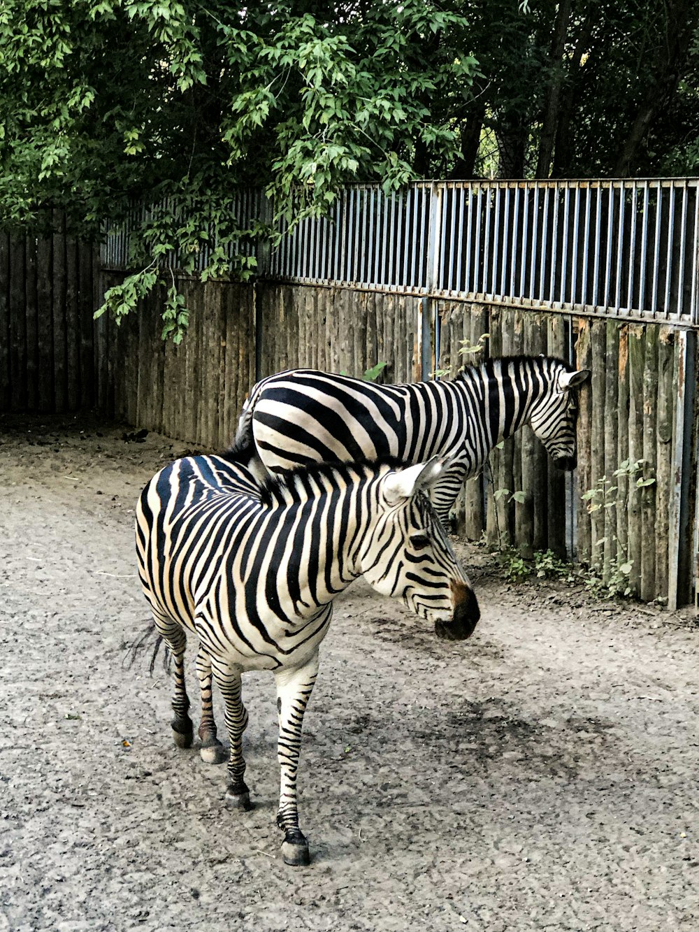 a couple of zebra standing next to each other