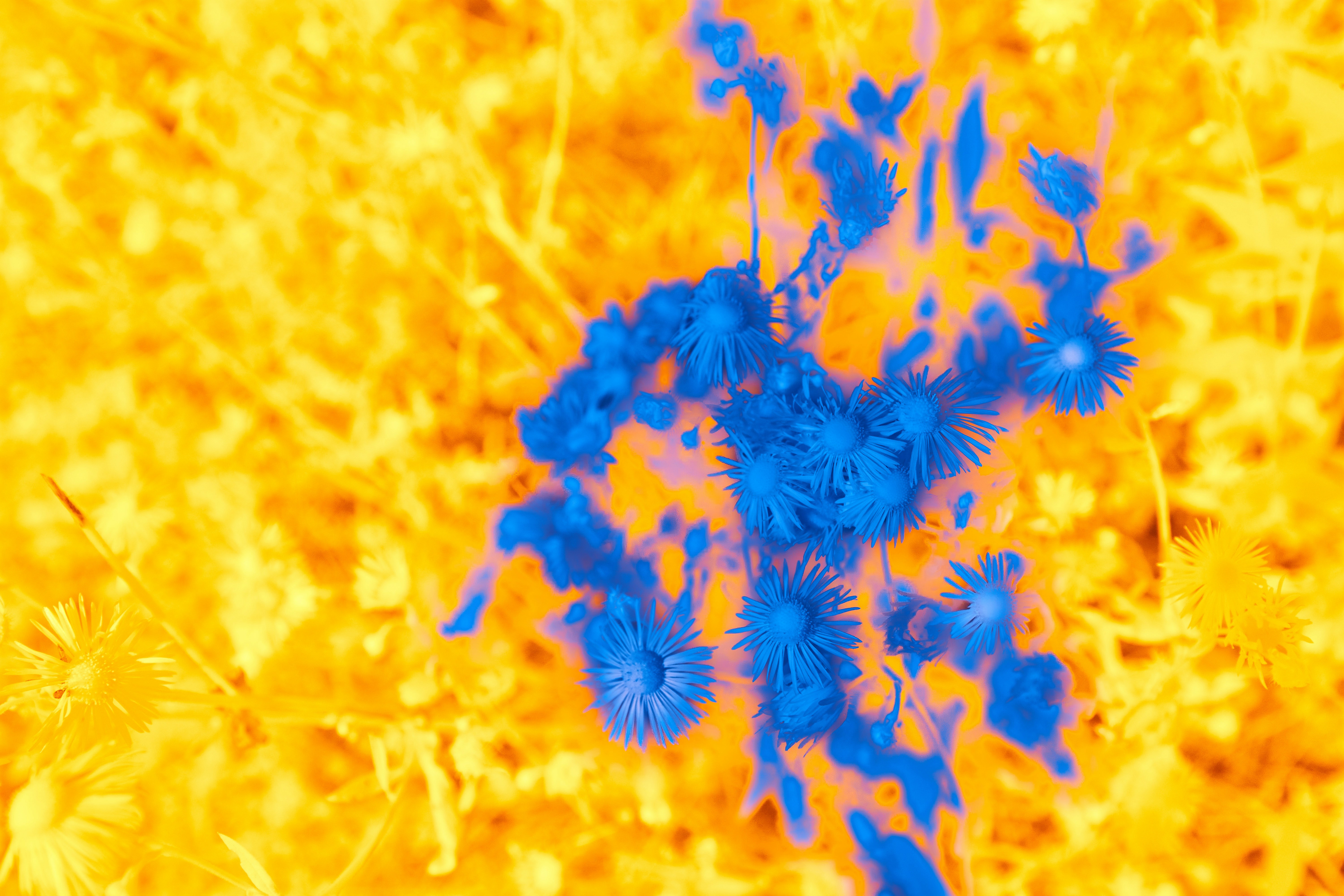 Photo by wolfgang_hasselmann