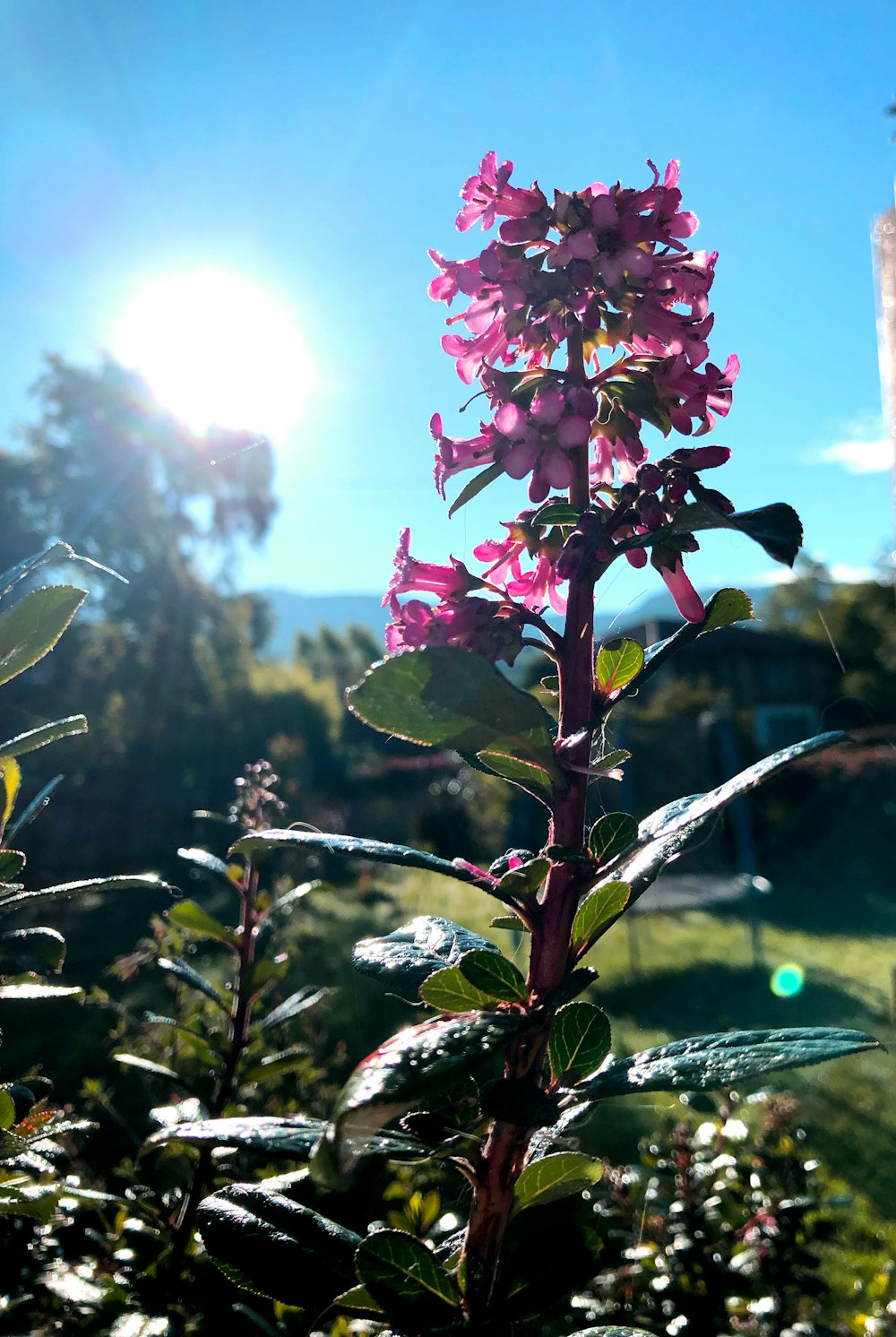 Una flor púrpura está en primer plano con un cielo azul en el fondo