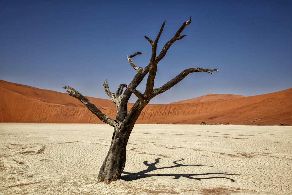 uma árvore morta no meio de um deserto