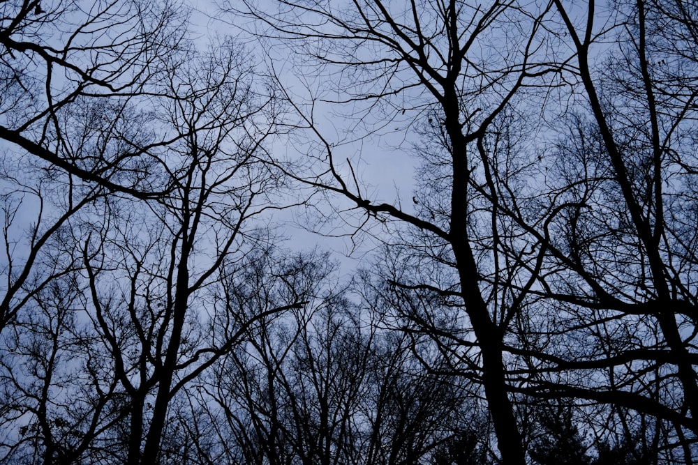 a group of trees with no leaves on them