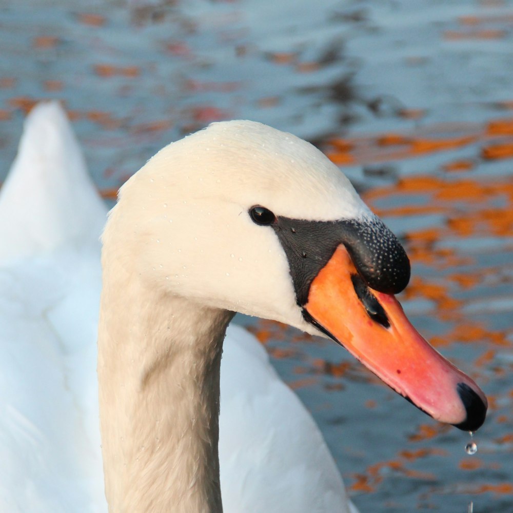 a close up of a swan near a body of water