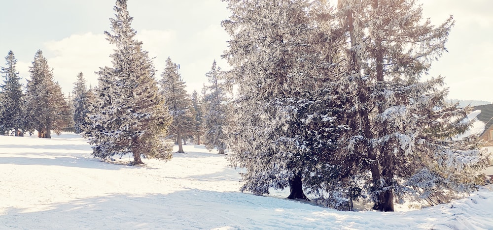 un champ enneigé avec des arbres en arrière-plan