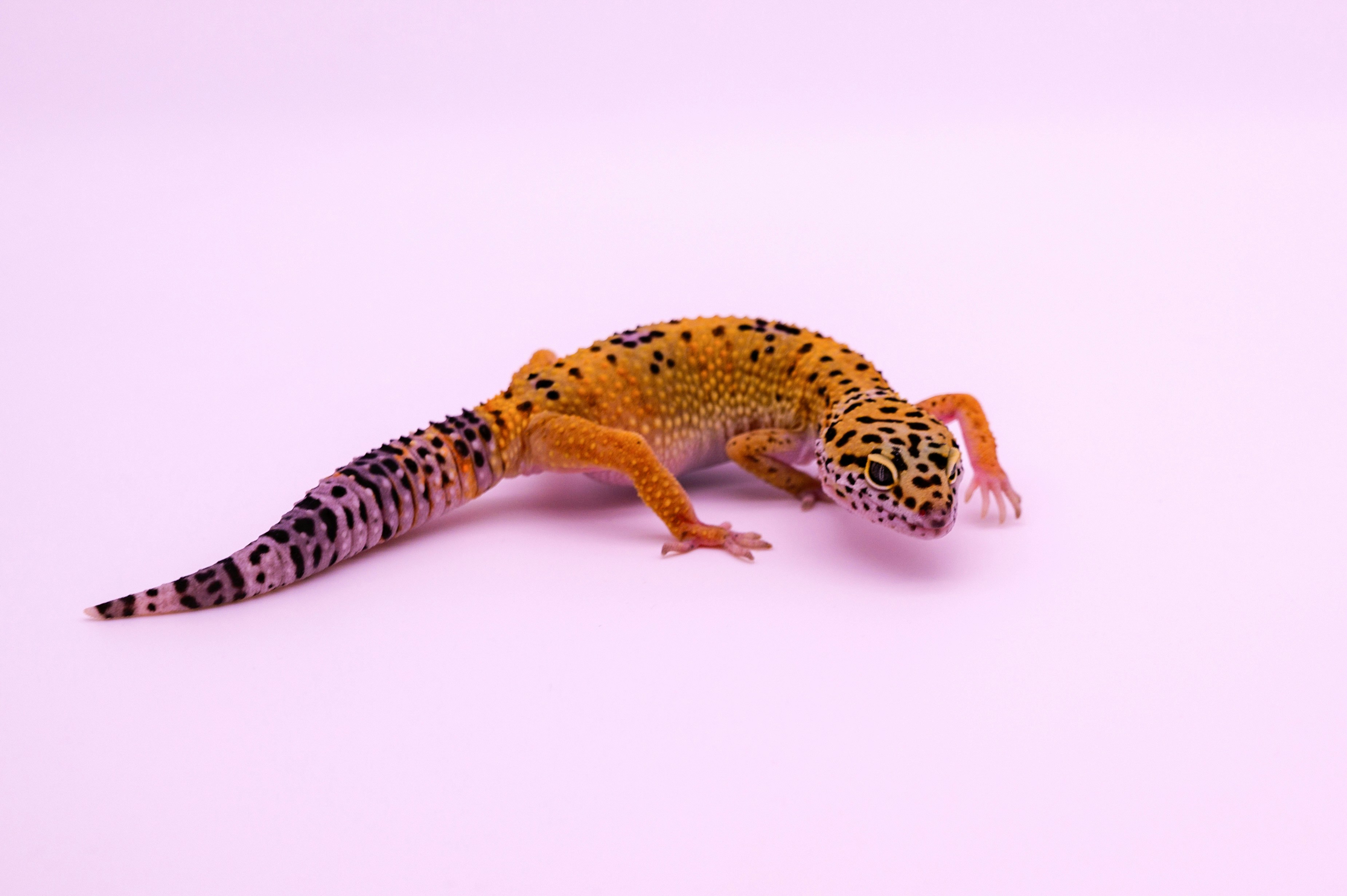 A leopard gecko on a pink background photo – Free Brown Image on Unsplash