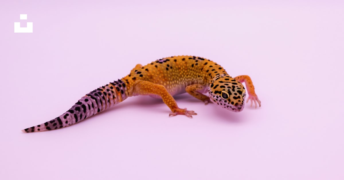 A leopard gecko on a pink background photo – Free Brown Image on Unsplash