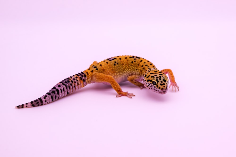 a leopard gecko on a pink background
