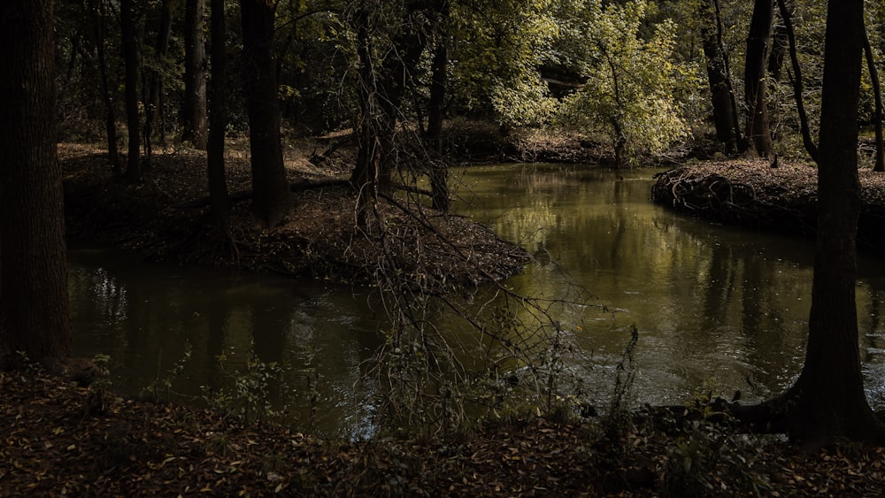 a small river running through a forest filled with trees