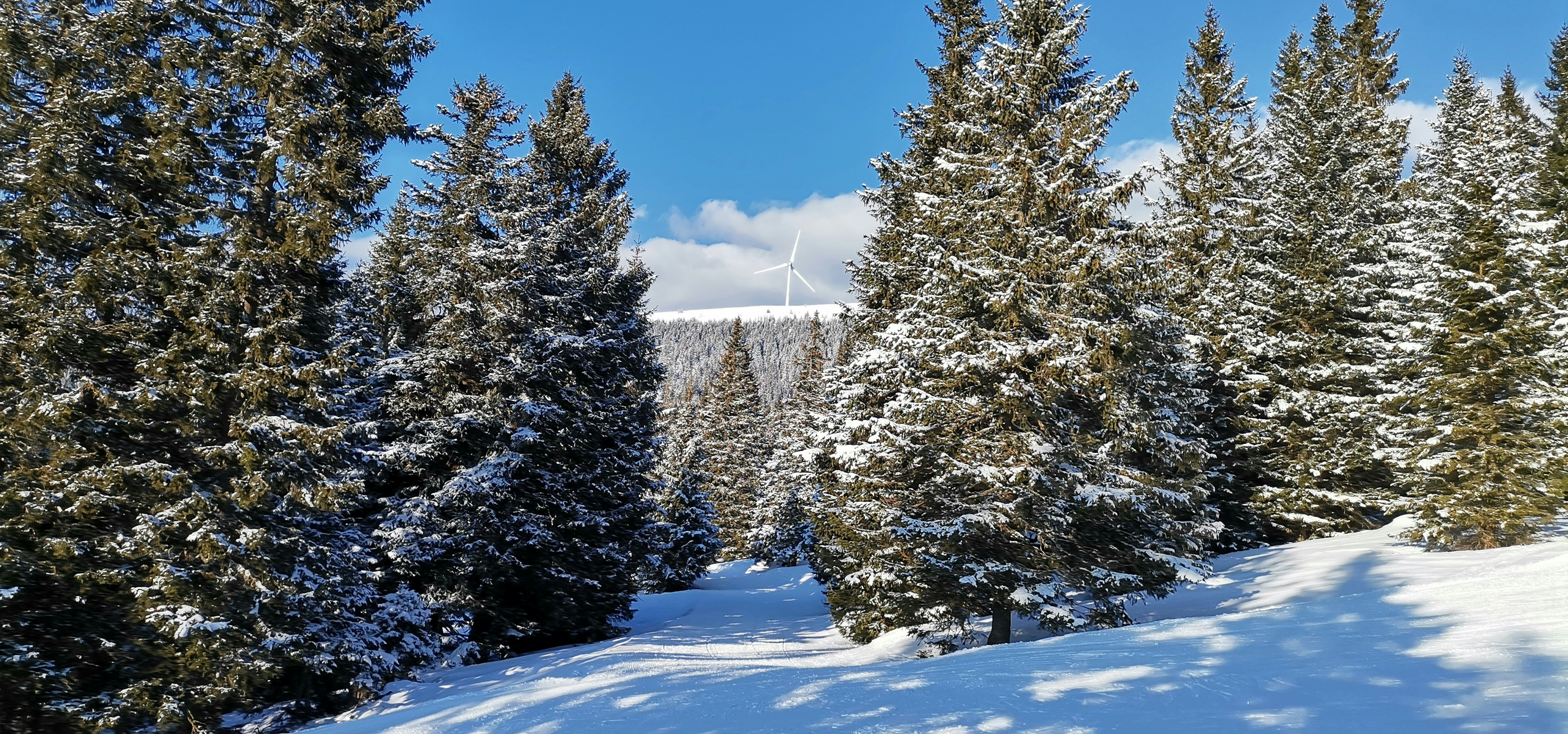 una foresta innevata piena di molti alberi