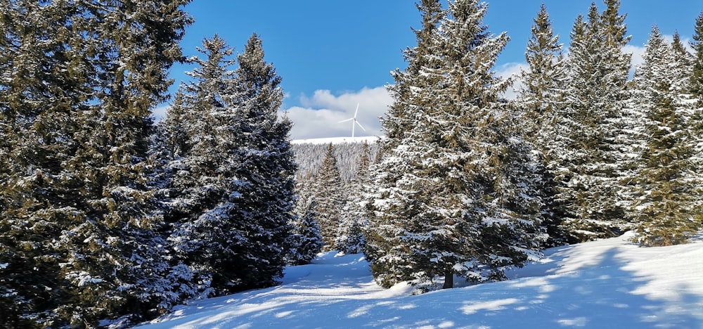 ein schneebedeckter Wald mit vielen Bäumen