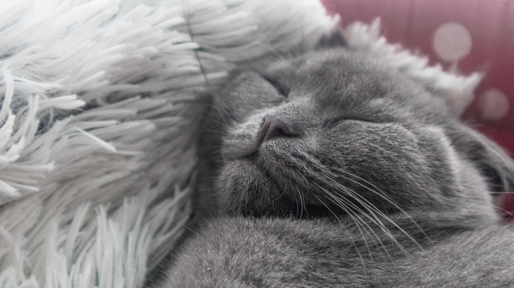 a gray cat sleeping on top of a fluffy white blanket